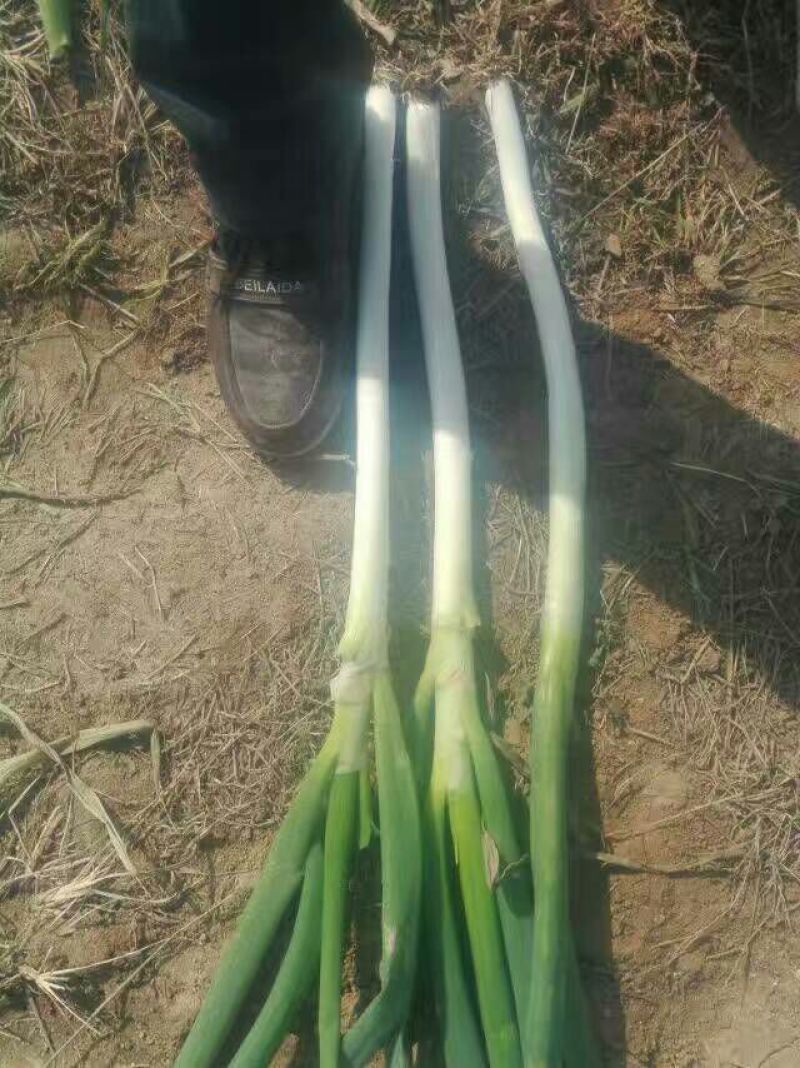 铁杆大葱