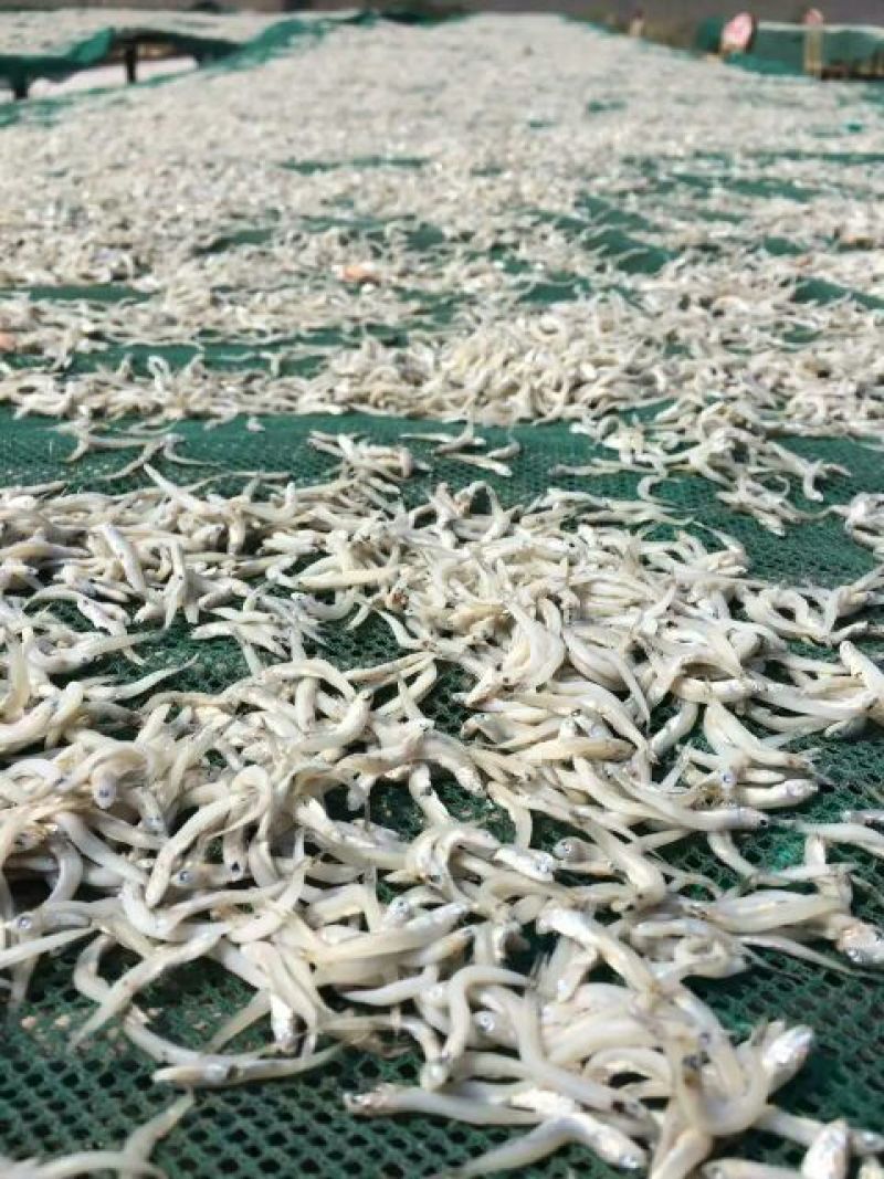银鱼干