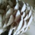 蘑菇一级4cm