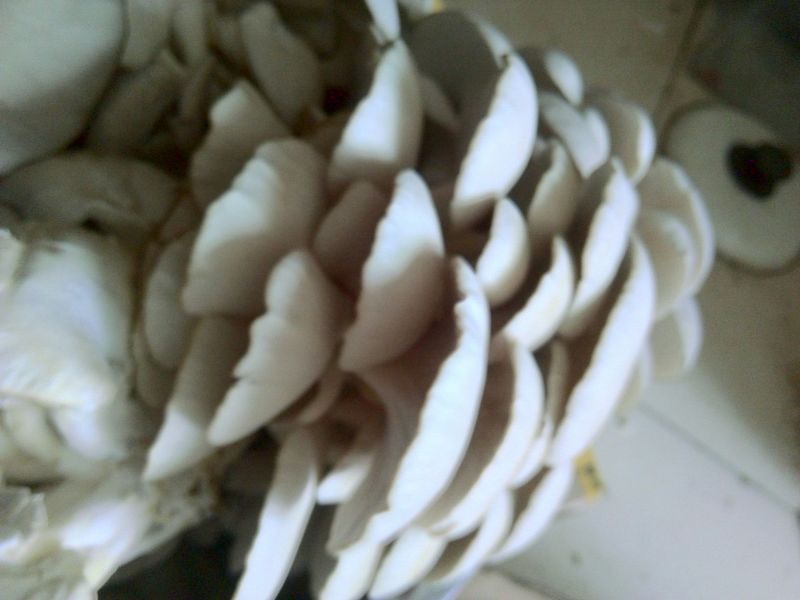 蘑菇一级4cm
