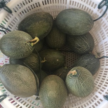 西州蜜瓜