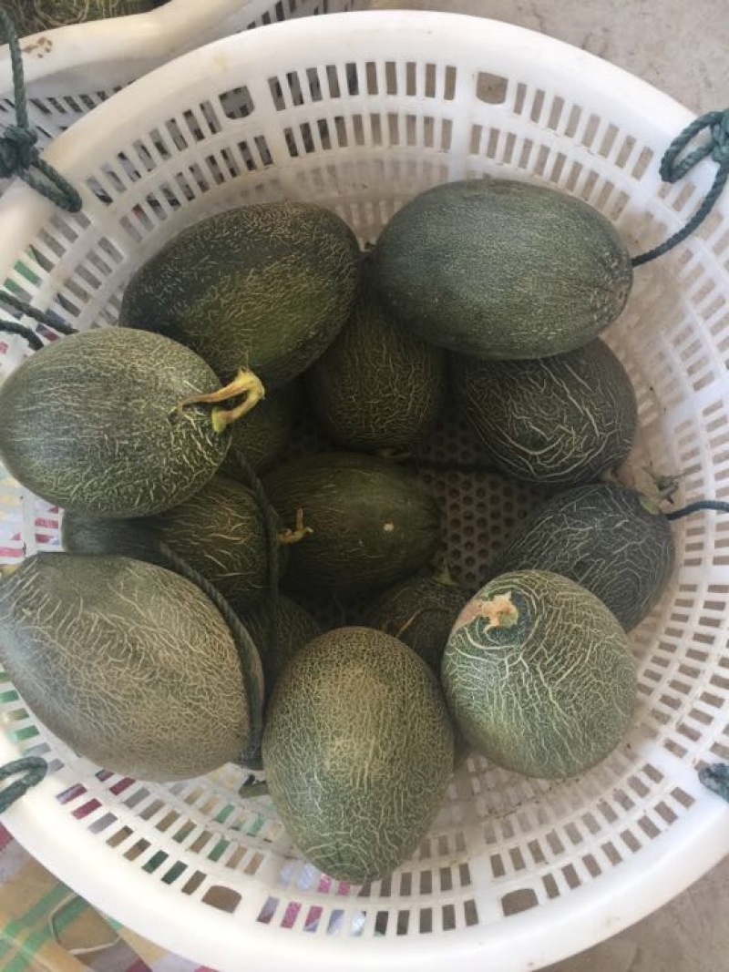 西州蜜瓜