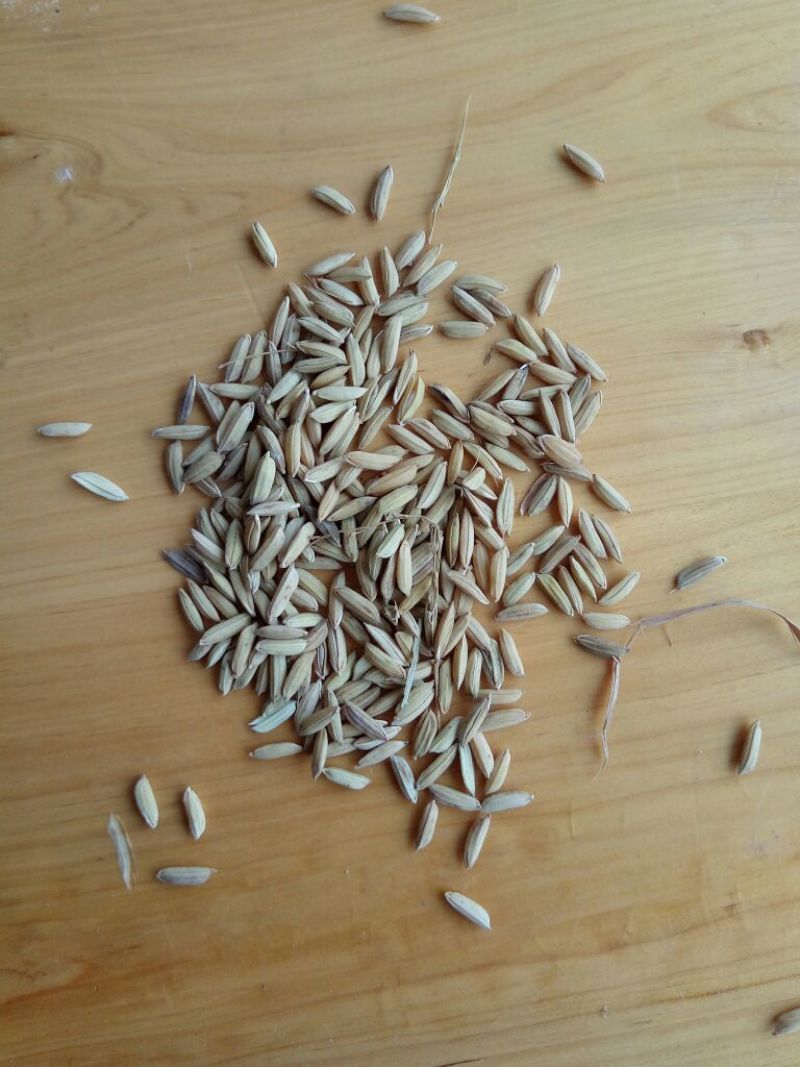 钻石水稻1