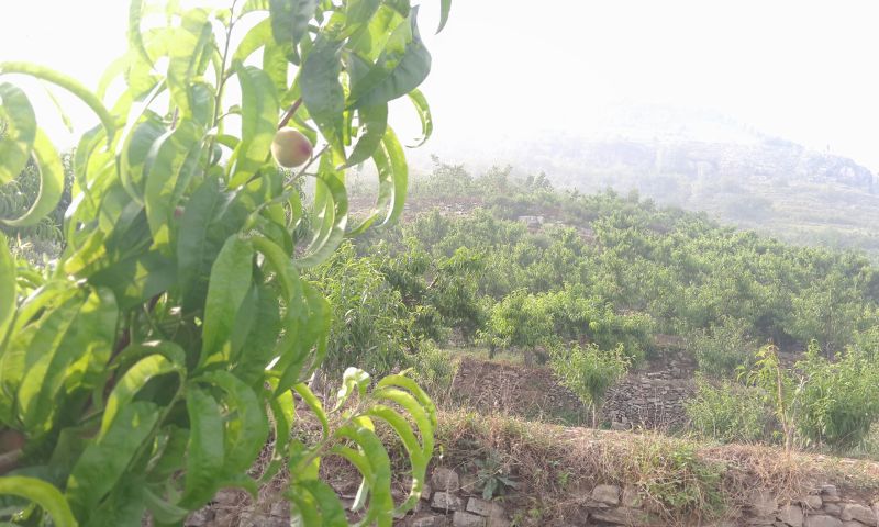 春雪桃6月5号大量上市油四满园红开始上市