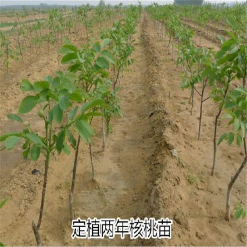 核桃苗50~100cm二年苗