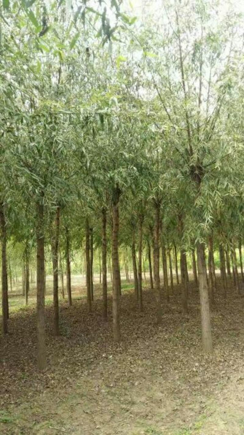 【精品推荐】垂柳10公分的2.5~3米保定苗木