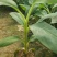 香蕉苗一级良种1~2年