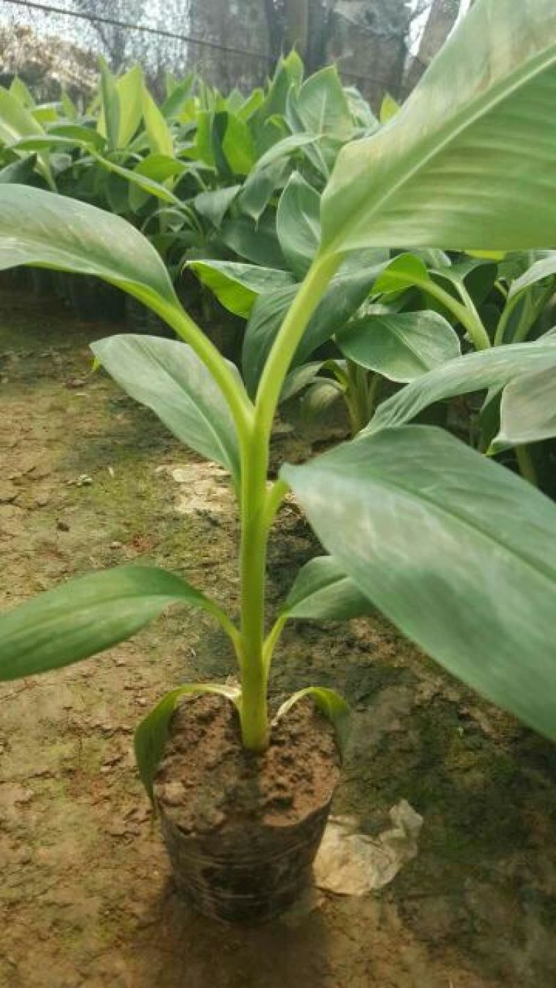 香蕉苗一级良种1~2年