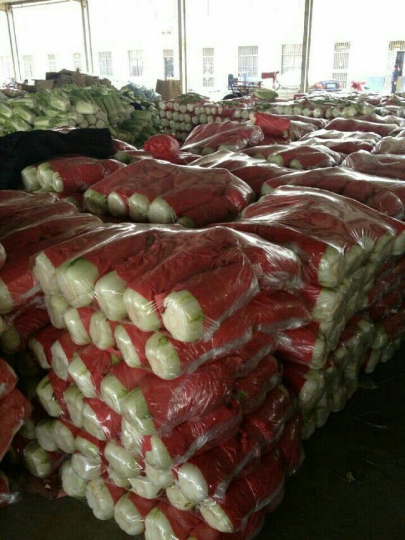 北京新三号白菜大量供应