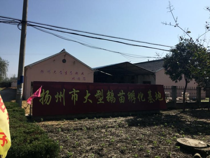 鹅苗