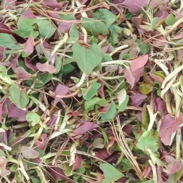 山野菜