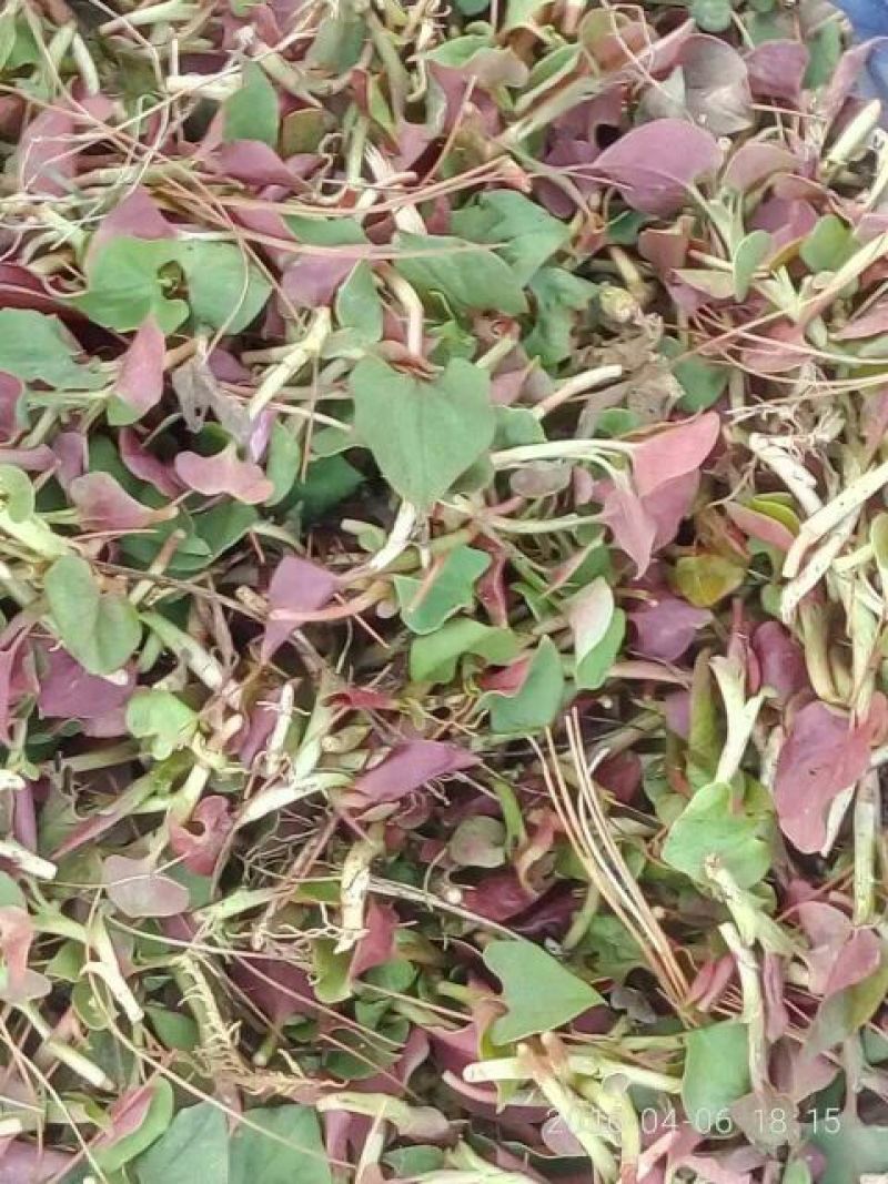 山野菜