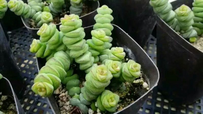 多肉植物含盆