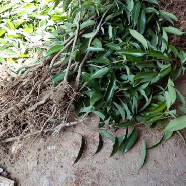 无核荔枝苗50~80cm