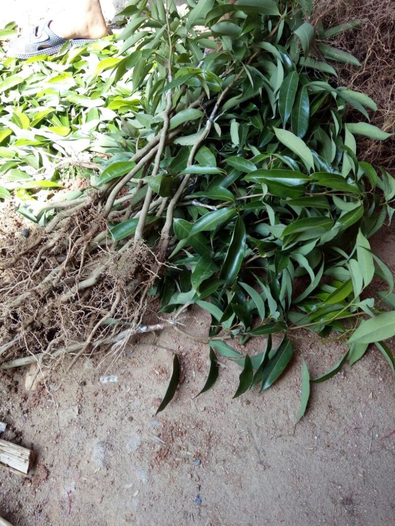 无核荔枝苗50~80cm