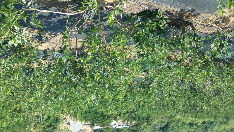 蓝莓4~6mm以上