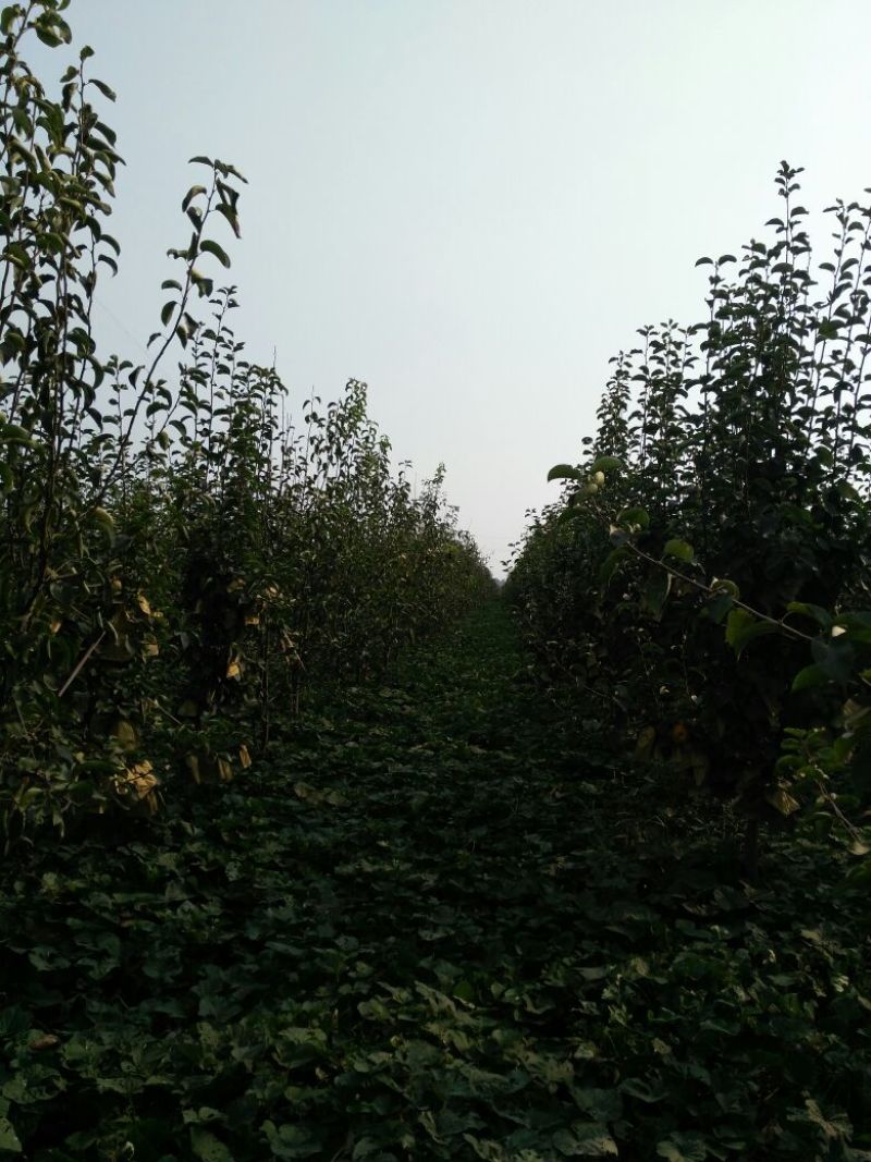 晚秋黄梨500~550g纸袋