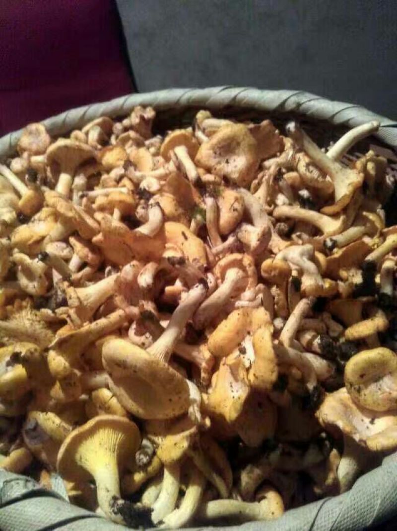 鸡油菌