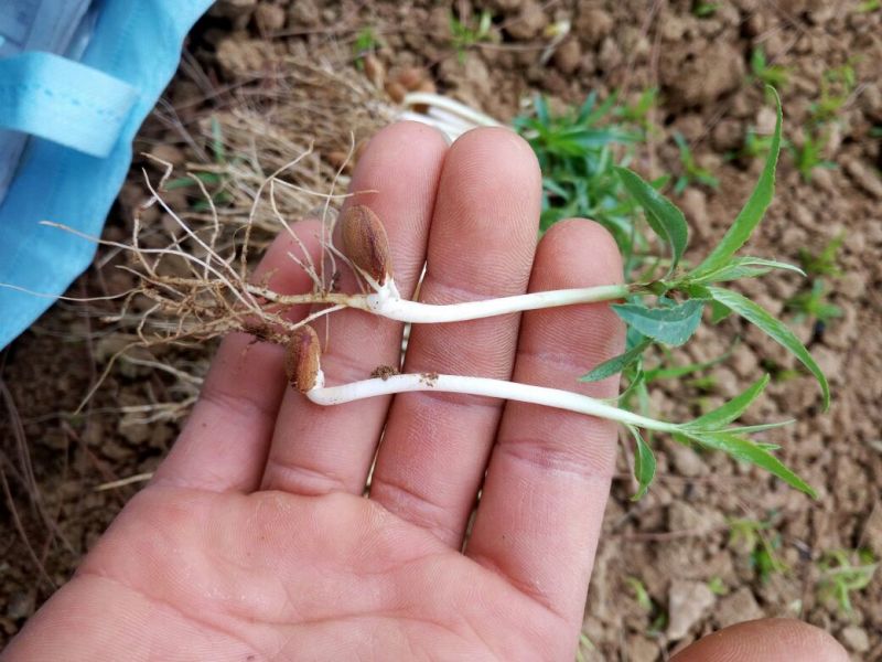 毛桃树苗30cm以下