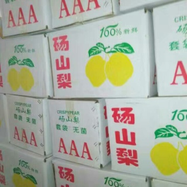 砀山梨250~300g光果
