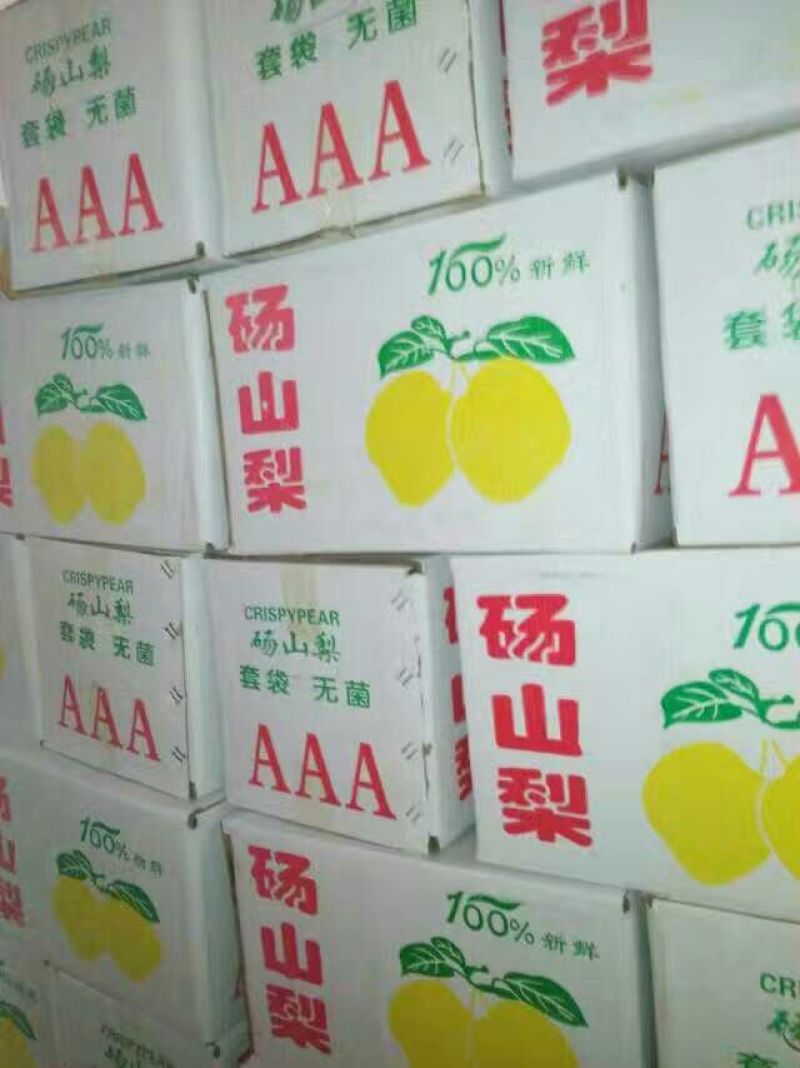 砀山梨250~300g光果