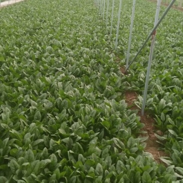 越冬菠菜25~30厘米