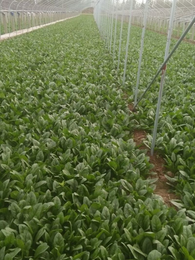 越冬菠菜25~30厘米
