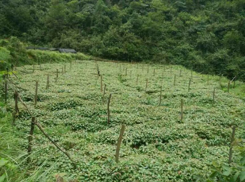 钩藤苗金钩藤苗供应华钩藤苗基地苗播种苗两年苗供应