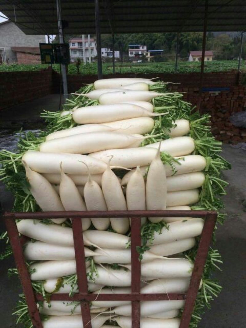 新白玉白萝卜1.5~2斤起