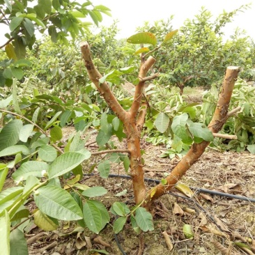 番石榴苗80~100cm