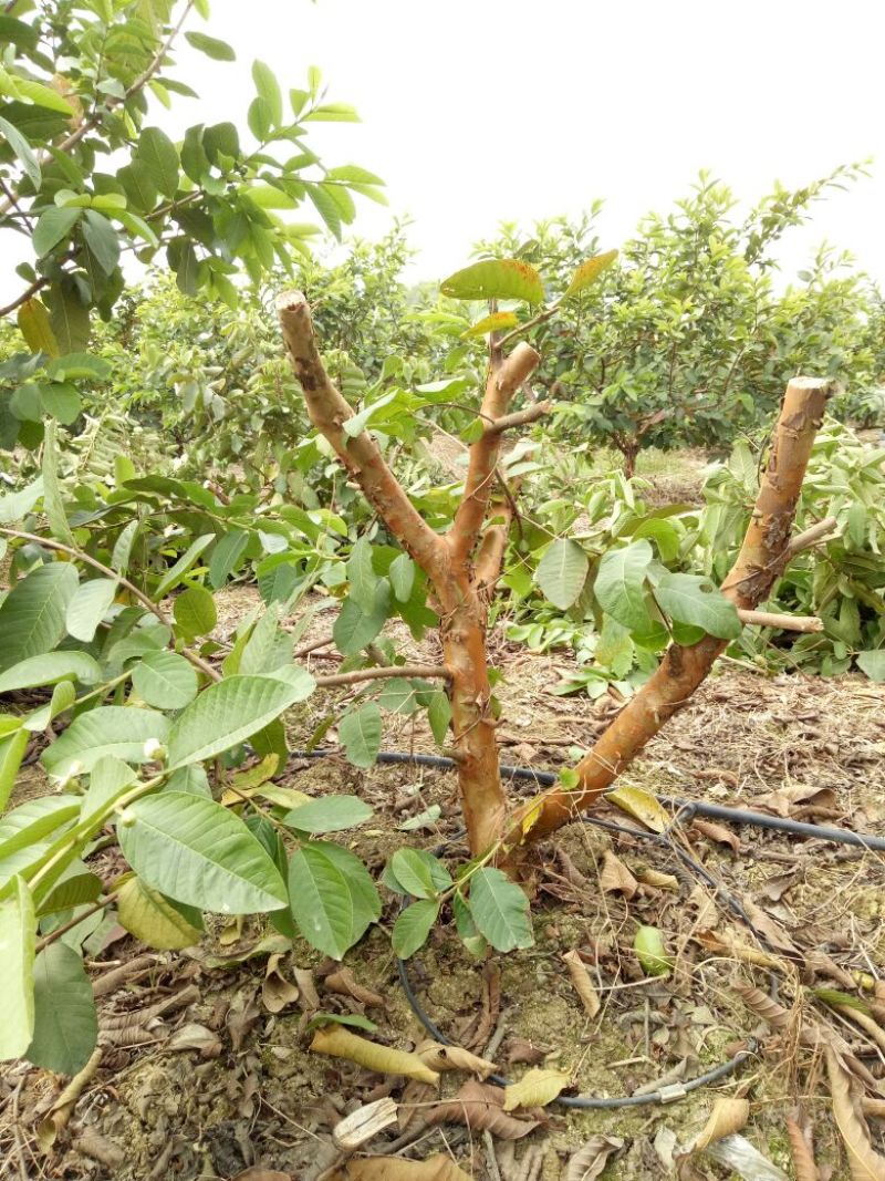番石榴苗80~100cm