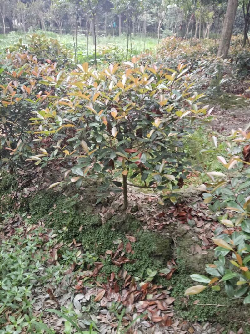 红叶石楠4~6cm4~6cm1.5~2米