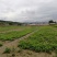 桑树苗50cm