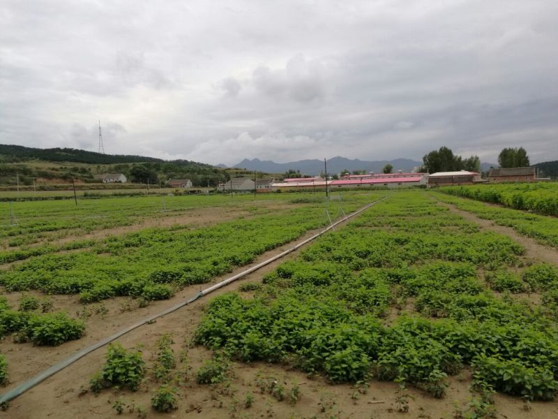 桑树苗50cm