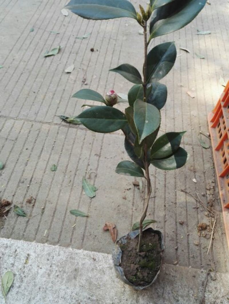 茶花树