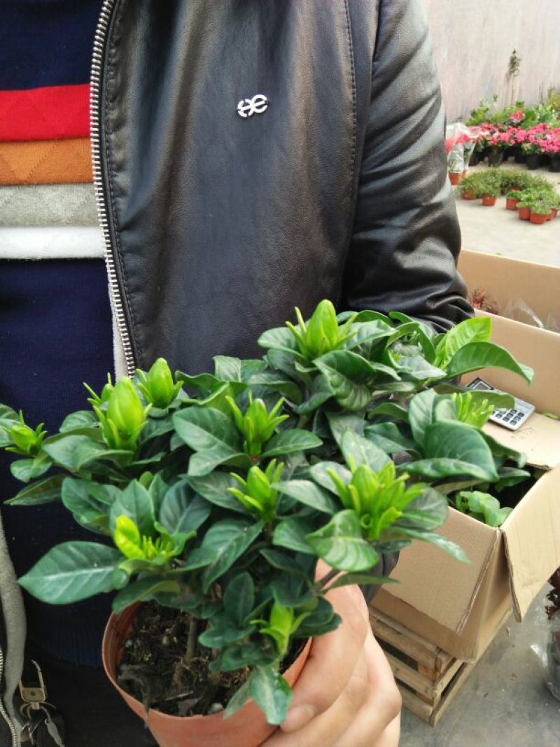 栀子花盆栽带花苞室内观花植物四季开花枝枝花树苗好养浓香型