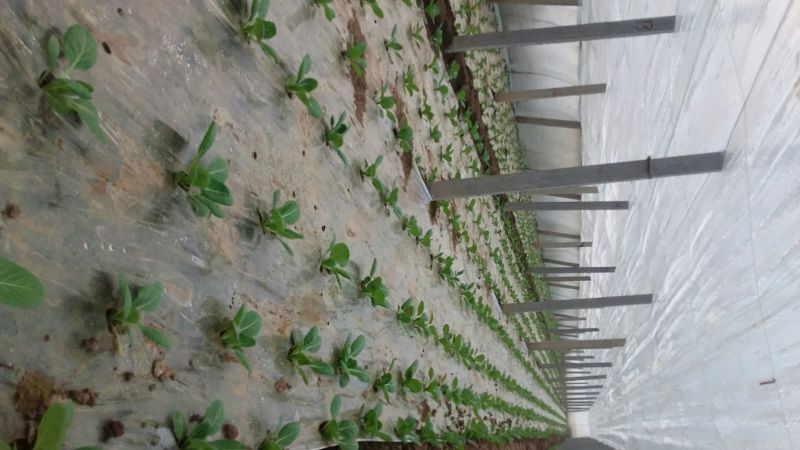 圆包菜1~2公斤