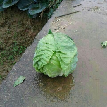 绿甘蓝