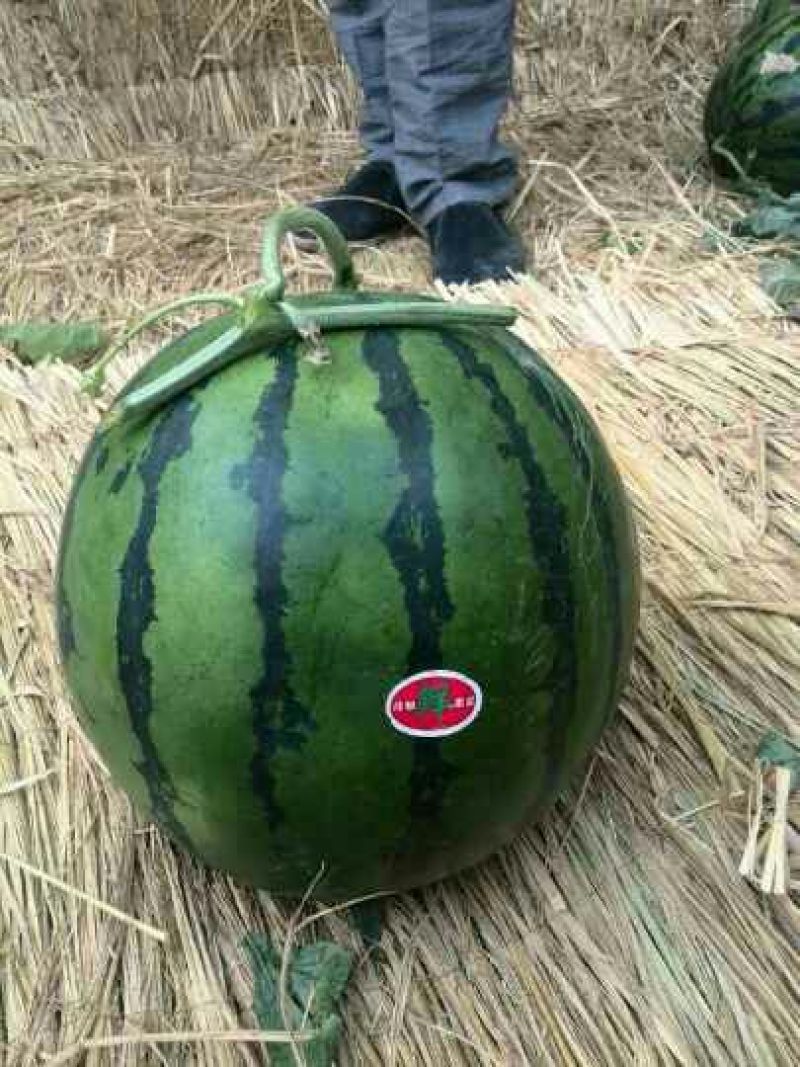 西瓜