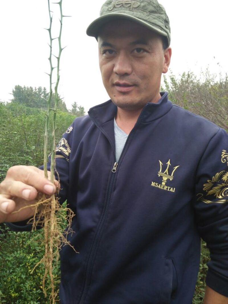 枸橘树30~50cm