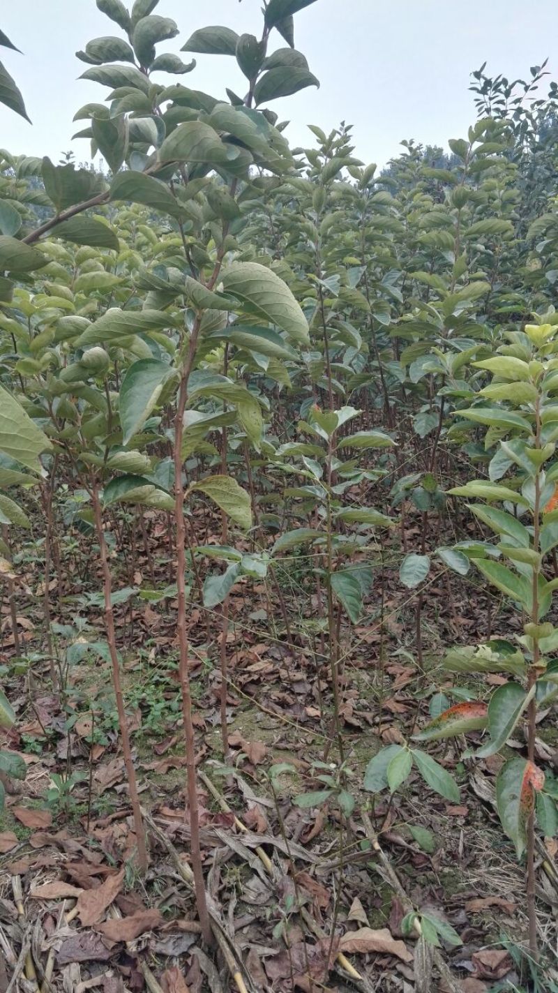 甜柿子树苗嫁接成苗1-5年苗，阳丰甜柿子树苗罗田甜柿