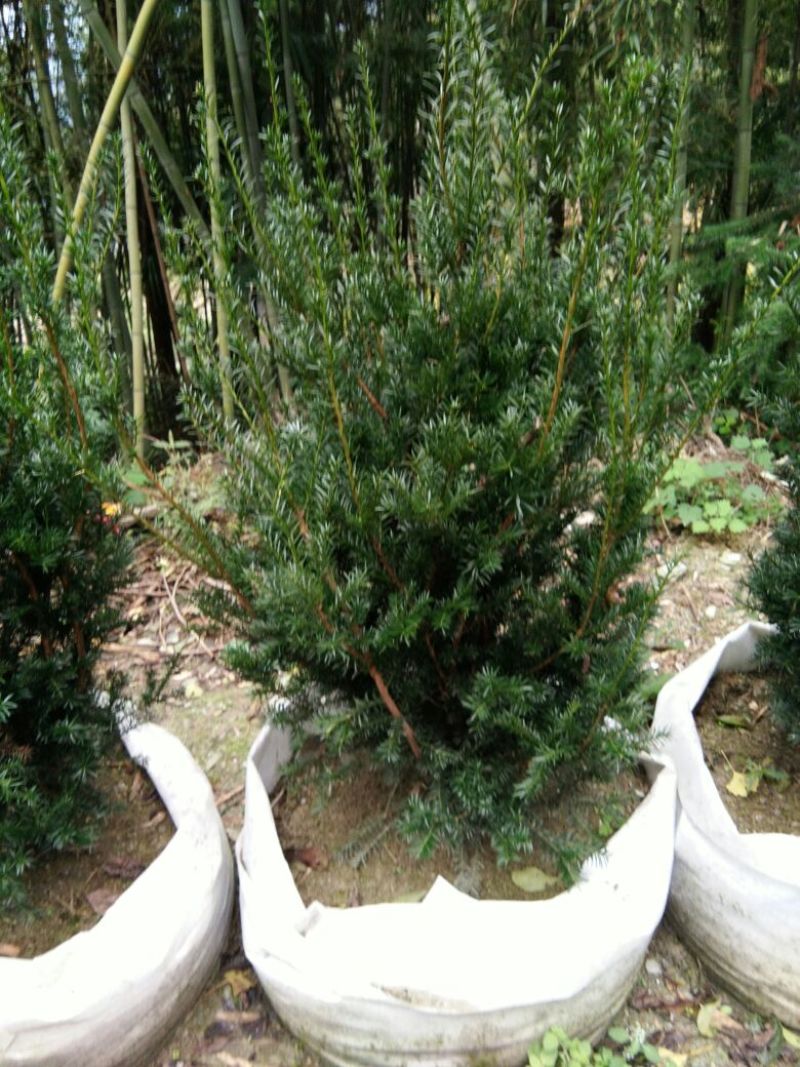 红豆杉盆景不含盆100cm以上