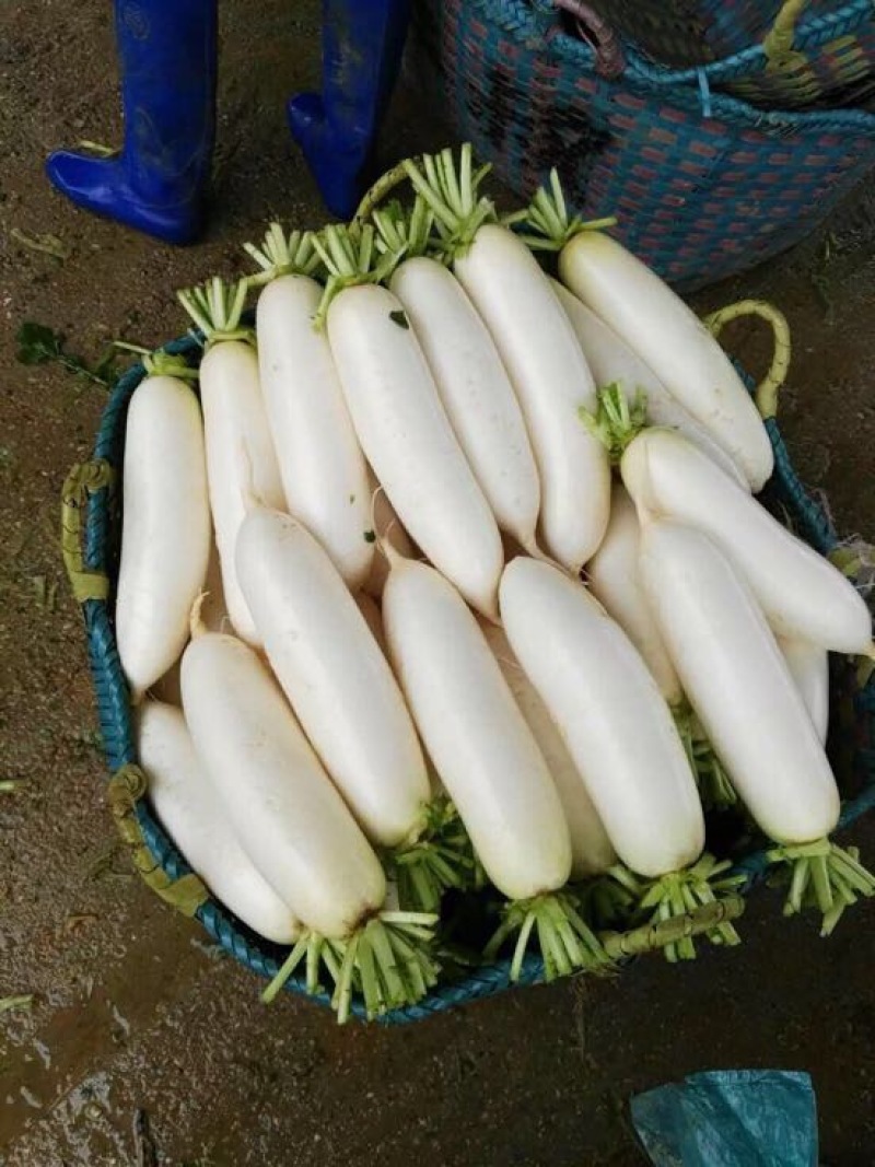 白萝卜