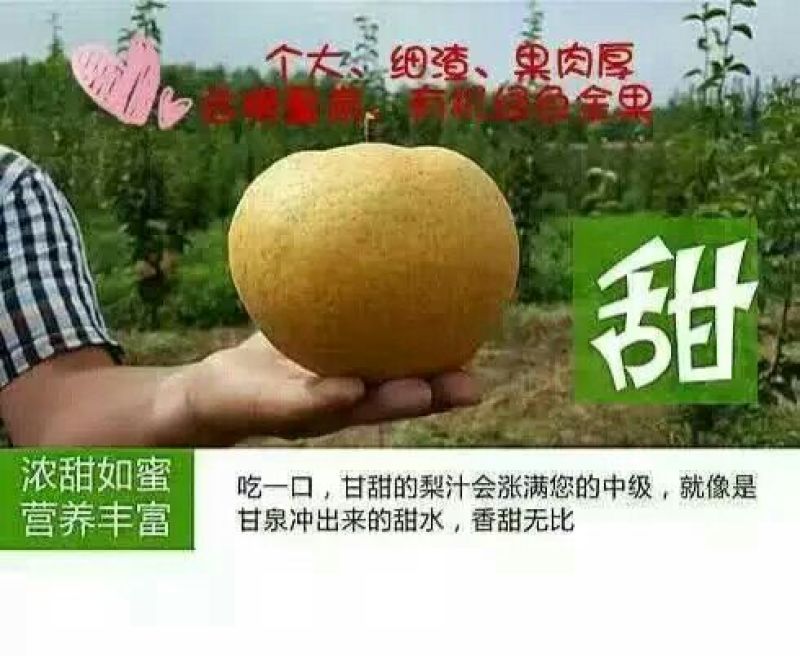 沙澧特晚秋黄梨350~400g纸箱
