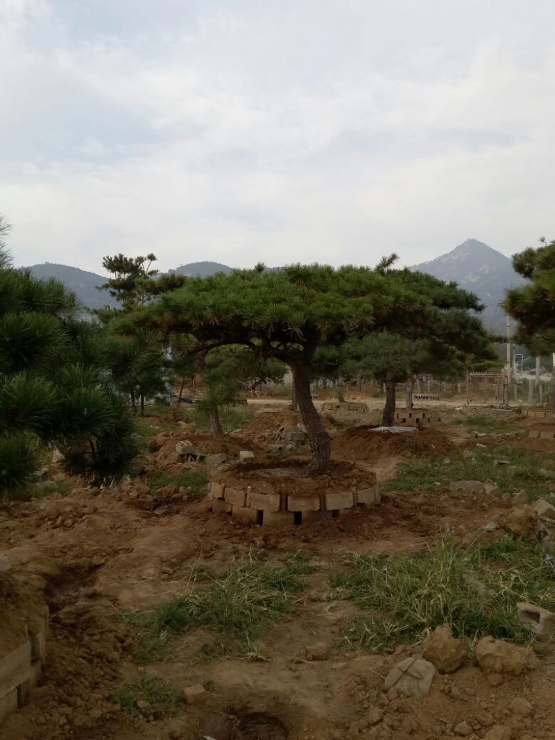造型松14公分