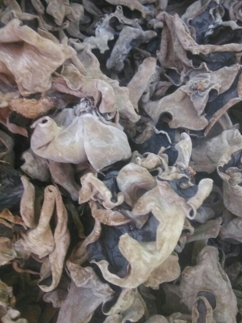 毛木耳一级