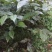 核桃树