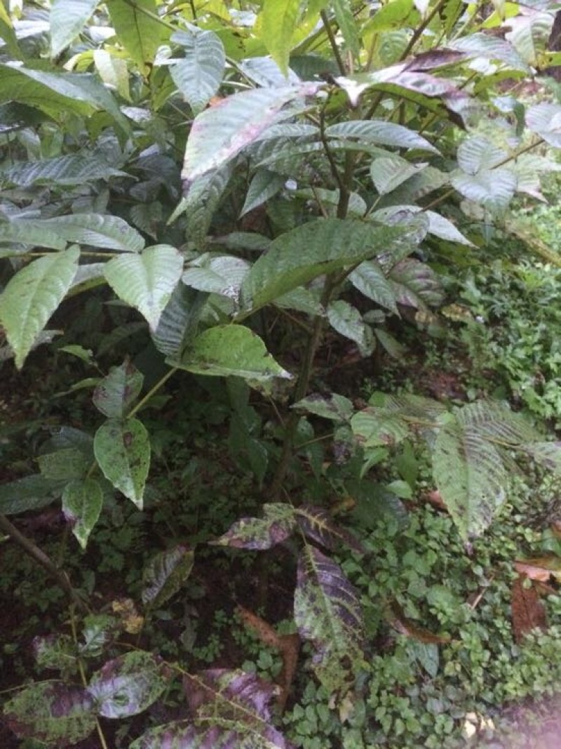 核桃树