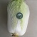 大白菜