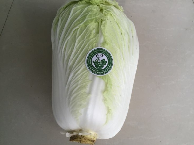 大白菜